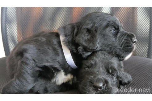 成約済の三重県のミックス犬-346733の4枚目